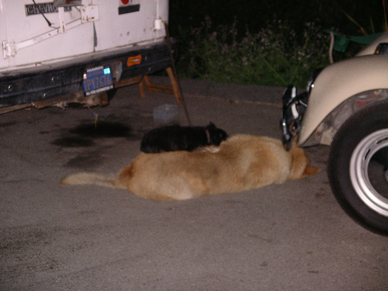 Double Decker Dog