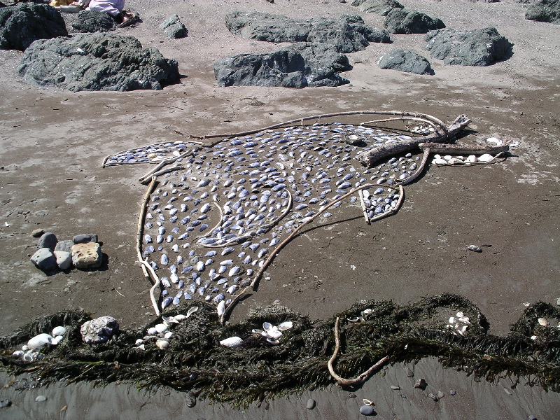 A dophin