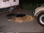 Double Decker Dog